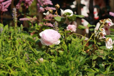 Yakın çekim taze gül goncası