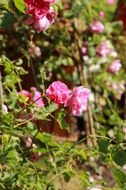 Bahçe çiçek, park Gor'kogo, Moskova, Rusya Federasyonu