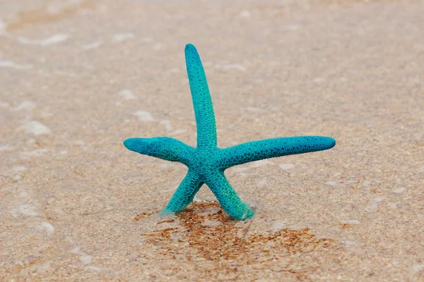 Sea star — Stock Photo, Image