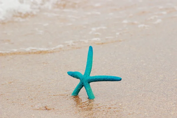 Hermosa Estrella Mar Playa Las Vacaciones Temáticas —  Fotos de Stock