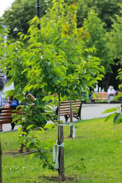 Naturaleza en el parque urbano — Foto de Stock