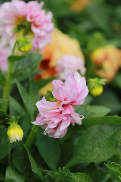 夏の公園でブッシュ美しい新鮮なバラ — ストック写真