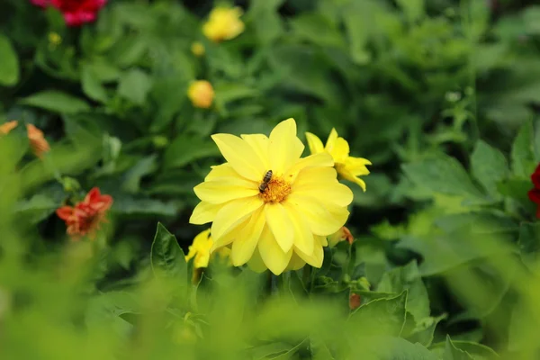 Lovely summer flowers — Stock Photo, Image