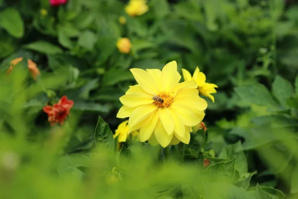 Lovely summer flowers — Stock Photo, Image