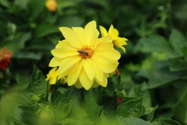 Lovely summer flowers — Stock Photo, Image