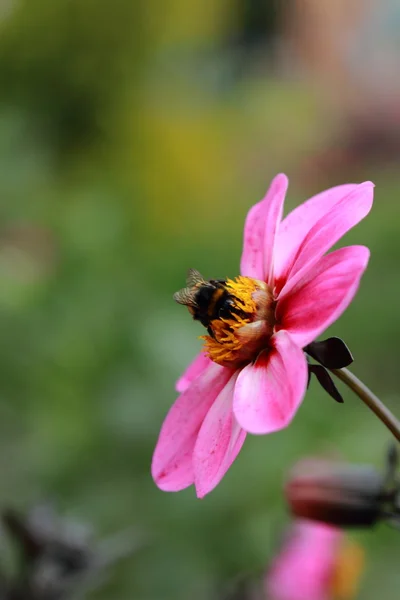 Rosa Blommor Blomsterrabatt Utomhus Moskva Ryssland — Stockfoto