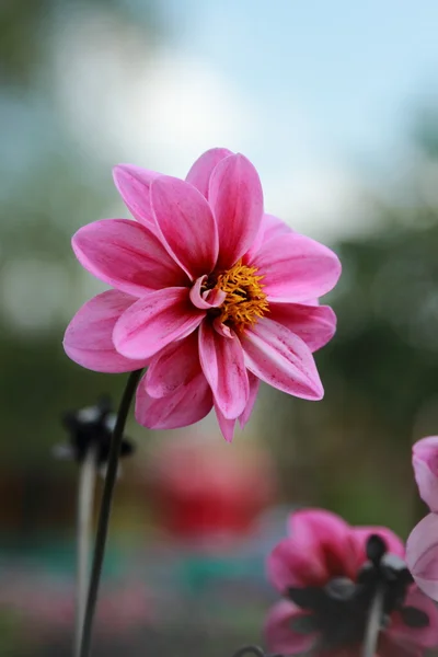 Beautiful Summer Garden Bloom — Stock Photo, Image