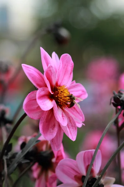 Beautiful Summer Garden Bloom — Stock Photo, Image