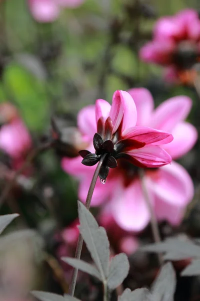 Beautiful Summer Garden Bloom — Stock Photo, Image