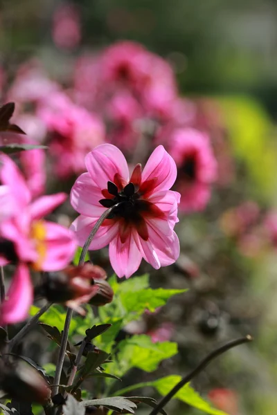 Beautiful Summer Garden Bloom — Stock Photo, Image