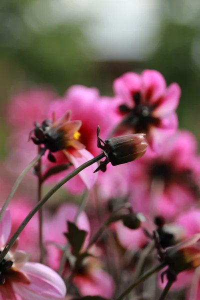 Nature in city park — Stock Photo, Image