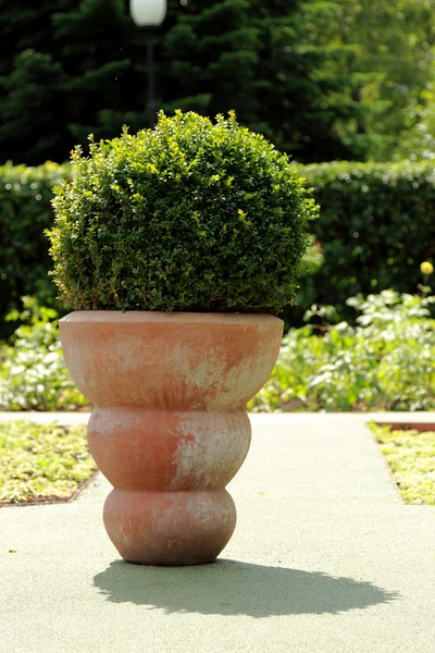 Bellissimi Cespugli Lussureggianti Giardino — Foto Stock