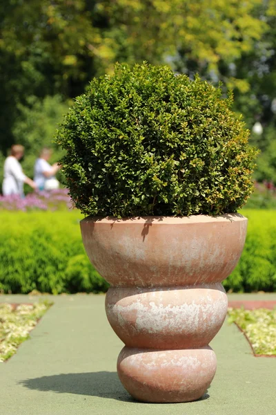 Natuur in het stadspark — Stockfoto