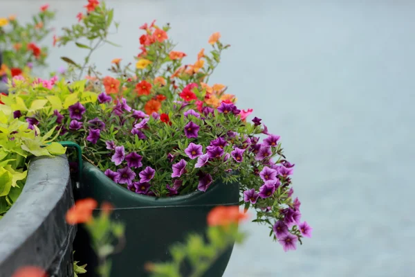 Parki Kolorowych Kwietników Kwiat Zielony Okrąg Lato Kolor Ogród Projektowanie — Zdjęcie stockowe