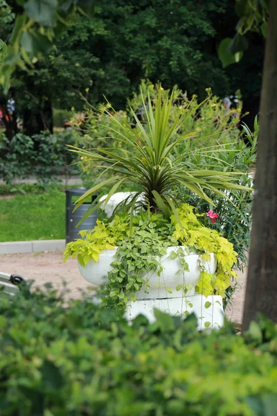 Parken Kleurrijke Bloemperken Bloementuin Groene Cirkel Zomer Kleur Ontwerp Formele — Stockfoto