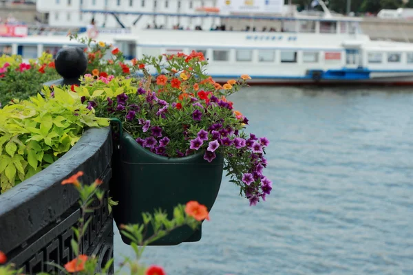 Arte Diseño Paisajes Decoración Jardines Parques Paseo Marítimo Gor Kogo —  Fotos de Stock