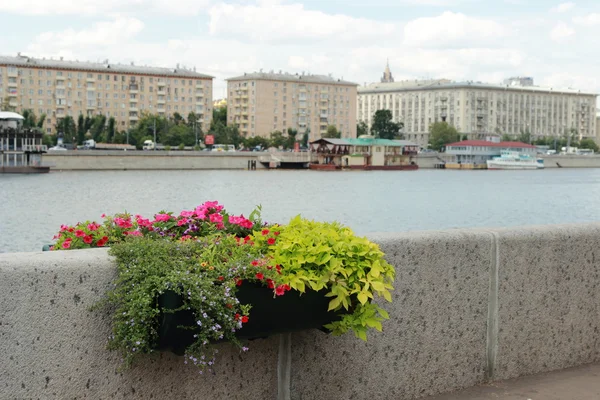 Flores en city park, Moscú — Foto de Stock