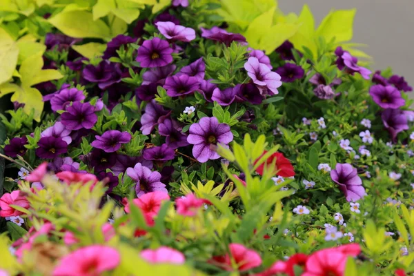 美しい明るい野生花花束背景 — ストック写真