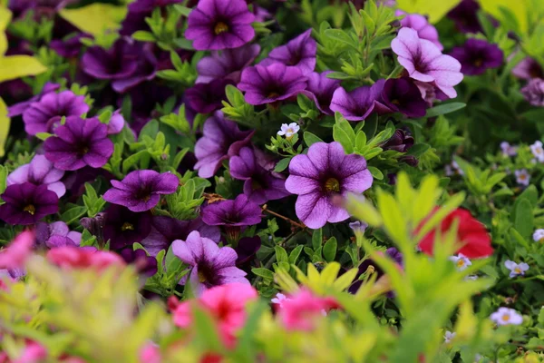 Gyönyörű Világos Vad Virág Csokor Háttér — Stock Fotó