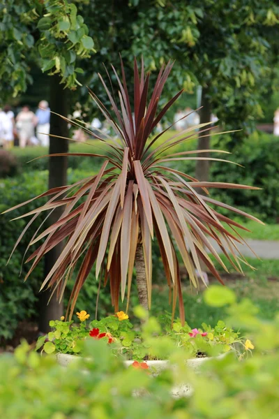 公園の色鮮やかな花壇花緑の円夏色庭デザイン巻き花経路天気通路日光飾り屋外休暇美しい公共性の正式な休日 — ストック写真