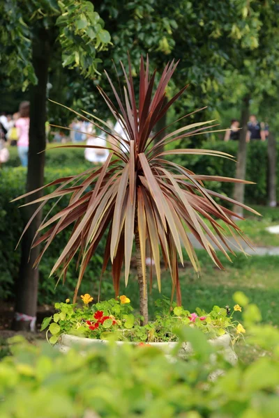 公園の色鮮やかな花壇花緑の円夏色庭デザイン巻き花経路天気通路日光飾り屋外休暇美しい公共性の正式な休日 — ストック写真