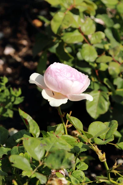 Bush Beautiful Fresh Roses Summer Park — Stock Photo, Image