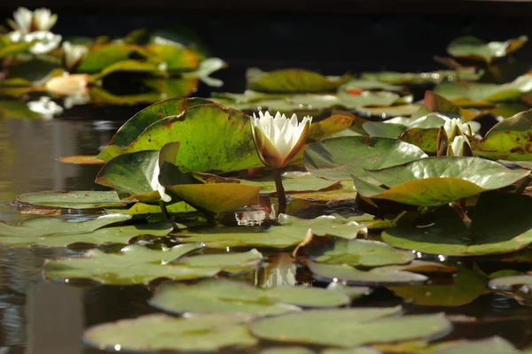 Beautiful Water Lily Water Surface — Stock Photo, Image