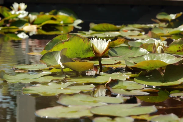 Beautiful Water Lily Water Surface — Stock Photo, Image