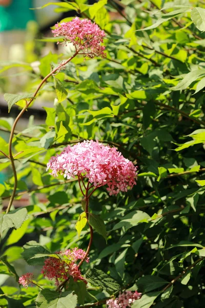 Garden Flowers Park Gor Kogo Moscow Russia — Stock Photo, Image