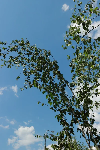 エコ夏バーチの木バック グラウンド — ストック写真