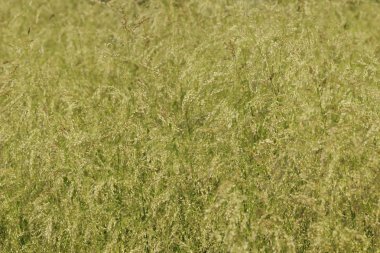 Kır çiçekleri aile karahindiba gündüz