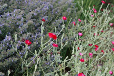 renkli çiçekler alan çiçek