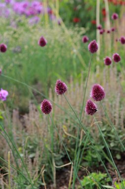 renkli çiçekler alan çiçek