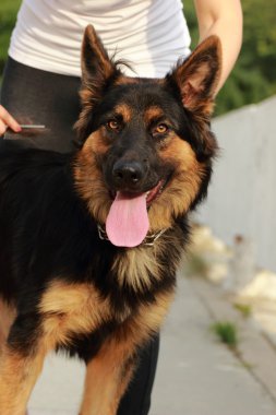 Kadın ve köpek açık