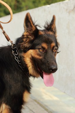 Alman çoban köpeği siyah ve kahverengi renk 