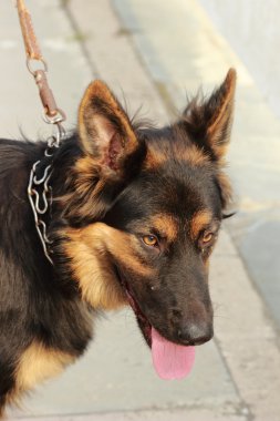 Alman çoban köpeği siyah ve kahverengi renk 