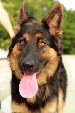 Alman çoban köpeği siyah ve kahverengi renk 