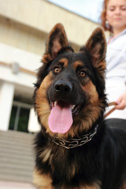 Kadın ve köpek açık