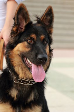 Köpek Şehir Parkı içinde