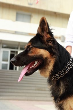 Köpek Şehir Parkı içinde