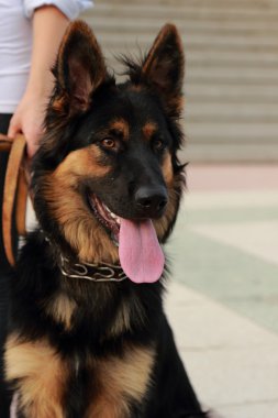 Köpek Şehir Parkı içinde