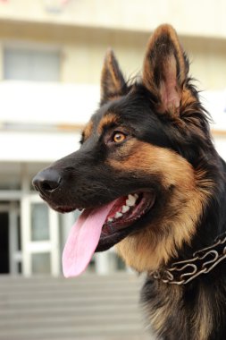 Alman çoban köpeği siyah ve kahverengi renk 