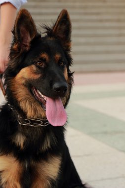 Alman çoban köpeği siyah ve kahverengi renk 