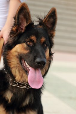 Alman çoban köpeği siyah ve kahverengi renk 