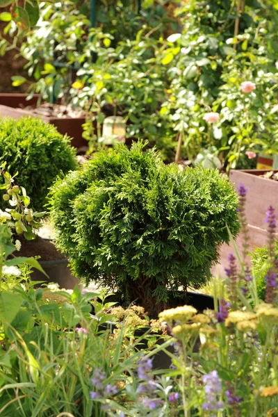 Row Well Maintained Manicured Shrubs Bushes — Stock Photo, Image