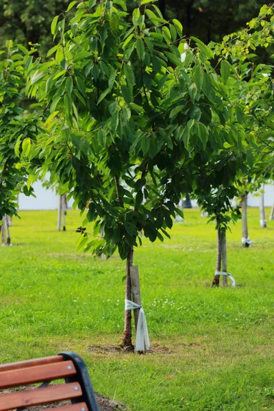 モスクワ ロシアの都市公園 — ストック写真