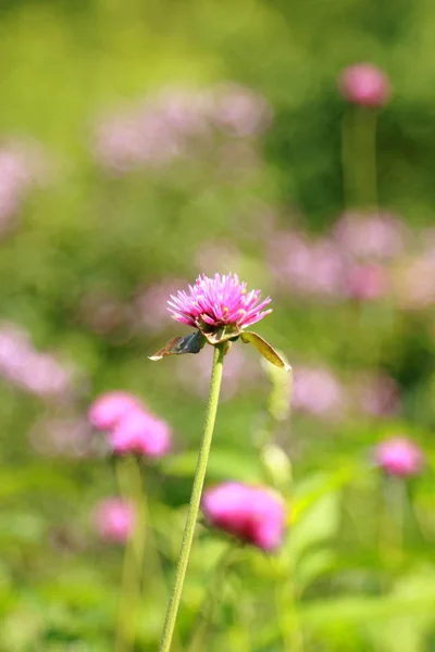 Eco city park — Stock Photo, Image