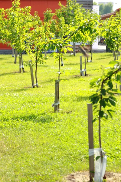 エコ都市公園 — ストック写真