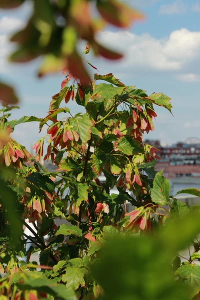 Natur bakgrund — Stockfoto