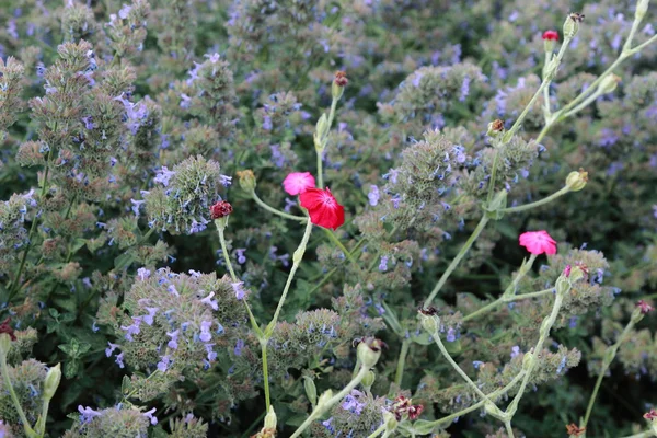 Färgglada Blommor Blommande Fältet — Stockfoto